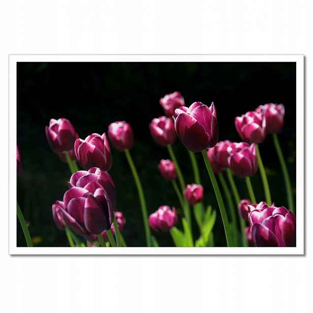 Plakáty v rámu 60x40 Fialové tulipány