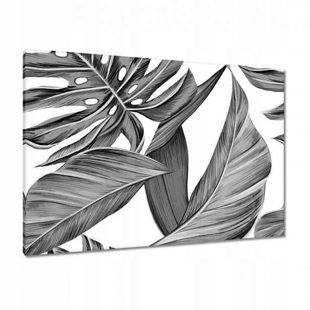 Obrazy 100x70 Monstera v šedé barvě