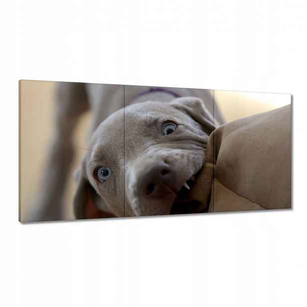 Obrazy 120x60 Pes Pejsek Psi