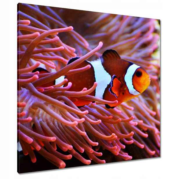 Obrazy 80x80 Oranžová rybka Rafa