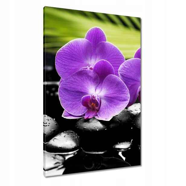 Obrazy 60x90 Fialové orchideje