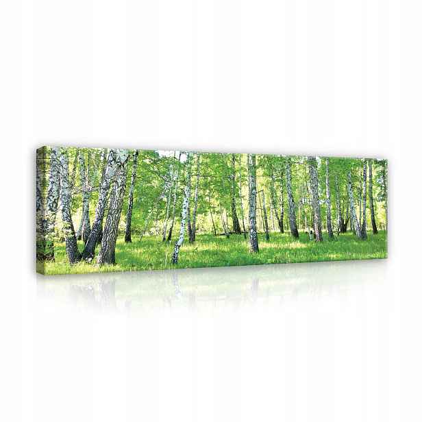Obraz Les Stromy Břízy Příroda Zelený Na Plátně Zeď Velký 145x45