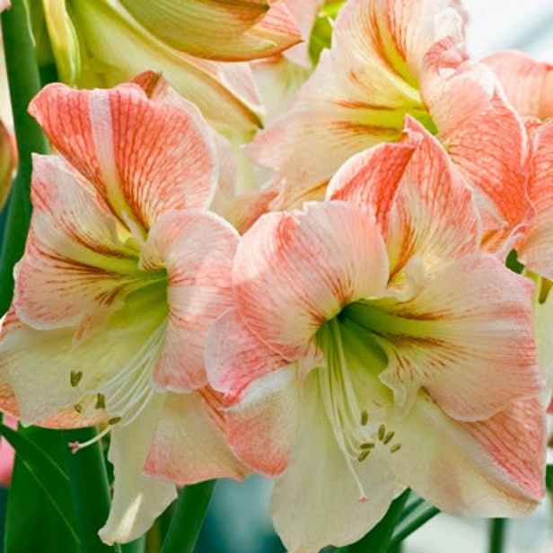 JUB Podzim 26 Amarylis růžovobílý – Hippeastrum