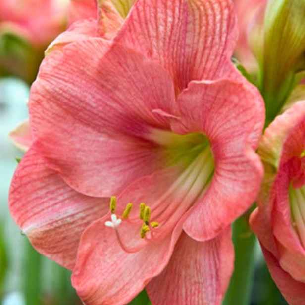 JUB Podzim 26 Amarylis růžový– Hippeastrum