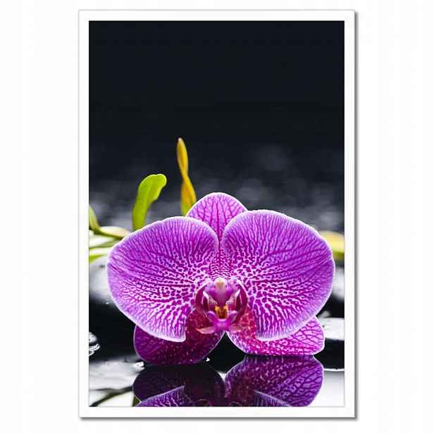 Plakáty v rámu 40x60 Fialová orchidej