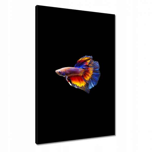 Obrazy 60x90 Bojové ryby černé pozadí