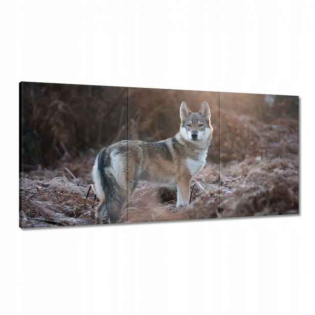 Obrazy 120x60 Majestátní vlk