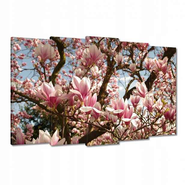 Obrazy 150x95 Magnolie Květiny Světle Modrá