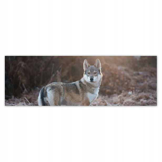 Plakáty 200x66 Vlk vlci Wolf