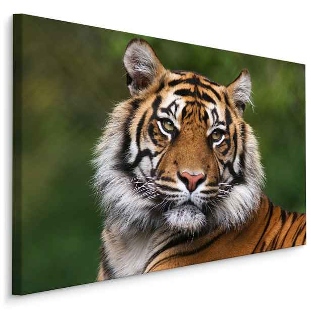 MyBestHome BOX Plátno Portrét Bengálského Tygra Varianta: 90x60