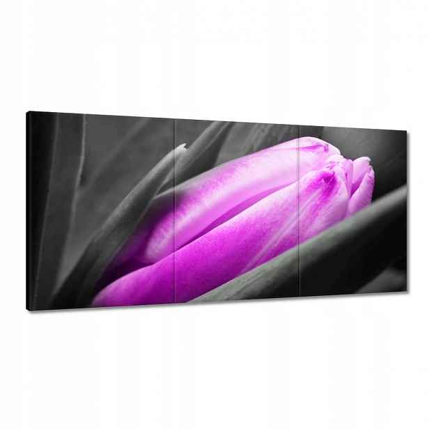 Obrazy 120x60 Fialový tulipán