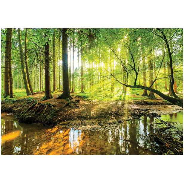 Fototapeta Les Slunce Do Ložnice Obýváku Tapeta Na Zeď Vliesová 250x175
