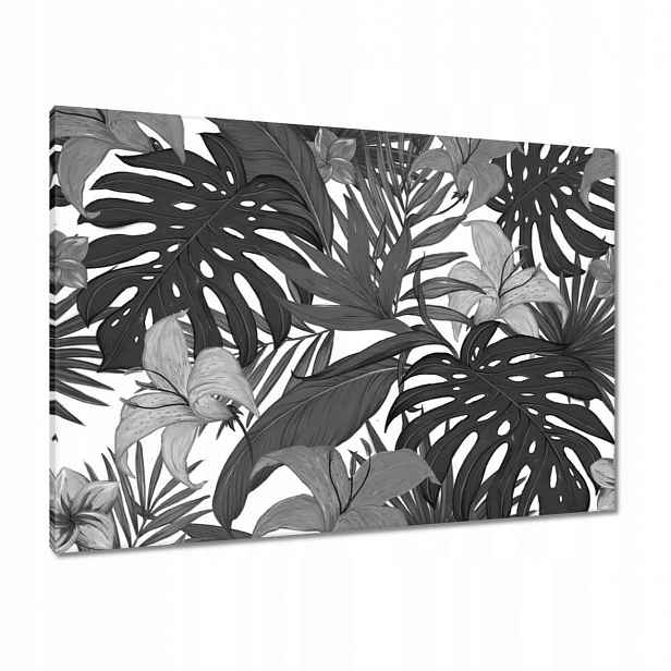 Obrazy 100x70 Černobílá monstera