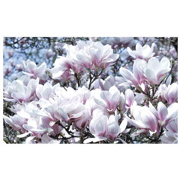 Fototapeta Magnolie kvetoucí jemná růžová do ložnice 208x146 lepidlo