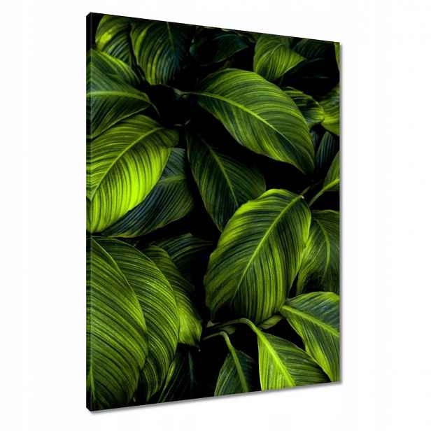 Obrazy 60x80 Krásné zelené listy
