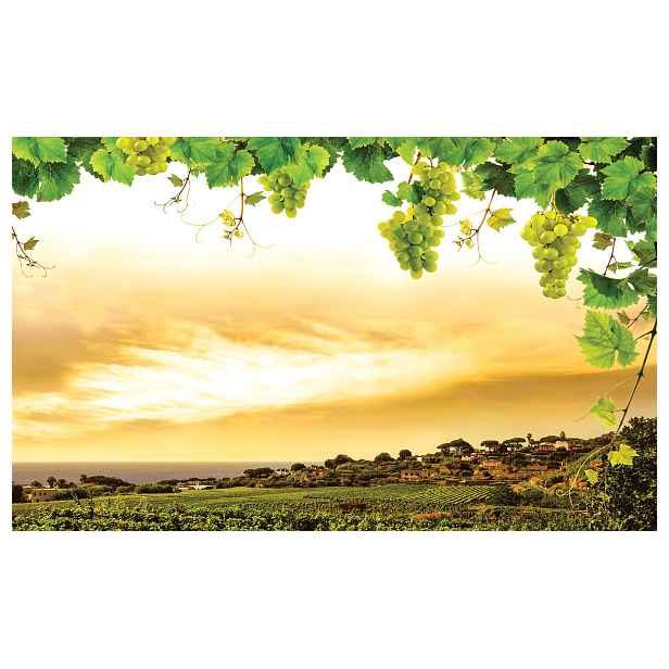 Fototapeta Italské mořské vinice vánek, zelené kopce 250x175 lepidlo