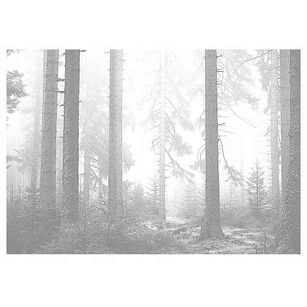 Fototapeta Les V Mlze Černobílá Stromy Tapeta Na Flizelině 368x254