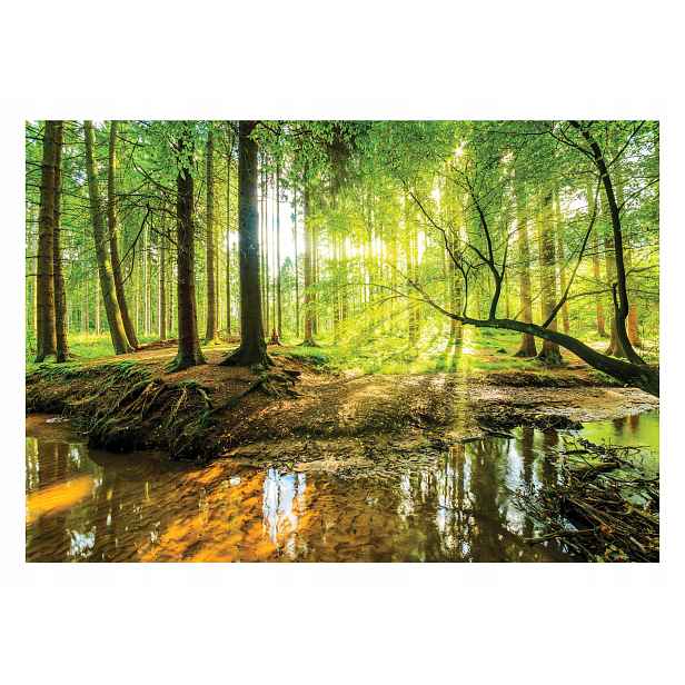 Fototapeta Zelený Les 3D Stromy Krajina 208x146