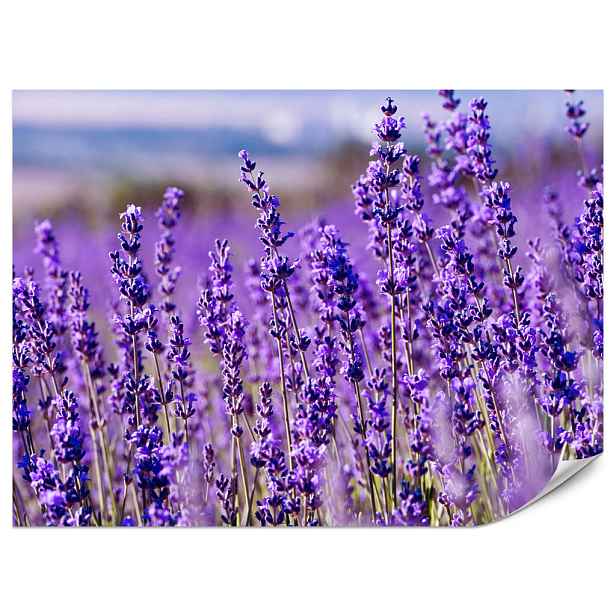 Muralo FOTOTAPETA do Ložnice Levandulové Pole Květy Provence 450x315