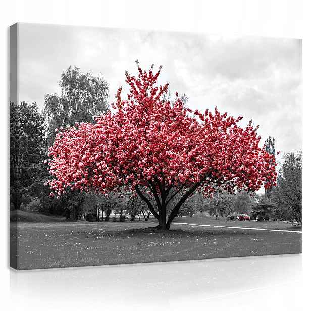 Obraz 100x75 Červený strom kvetoucí strom jaro příroda park klid