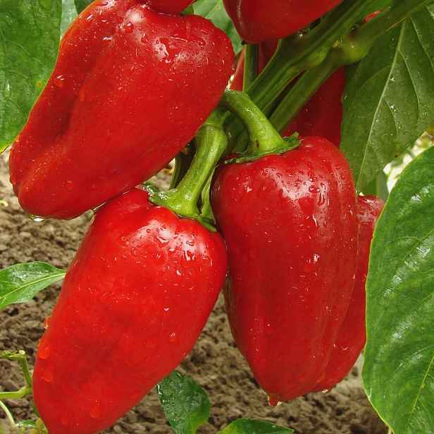 Paprika Rubinova