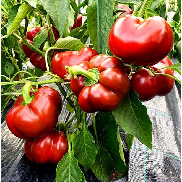 Paprika Topepo Rosso