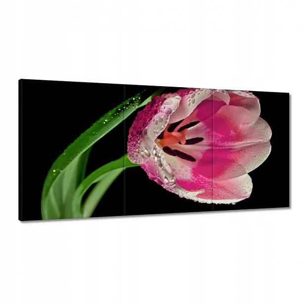 Obrazy 120x60 Růžový tulipán