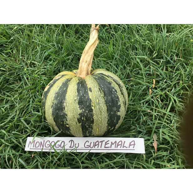 Dýně Mongogo de Guatemala