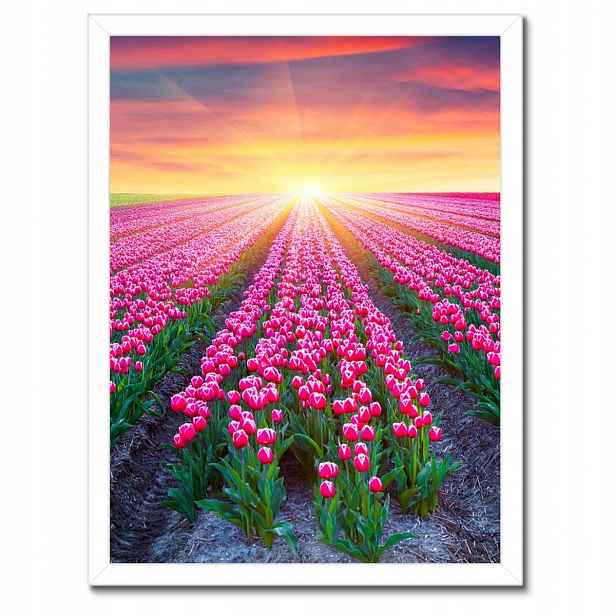 Plakáty v rámu 30x40 Moře tulipánů Tulipány
