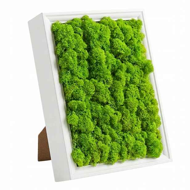 Obraz Z Mechu mech sobí chrobotek v dřevěném rámu 23x28 Živý Obraz
