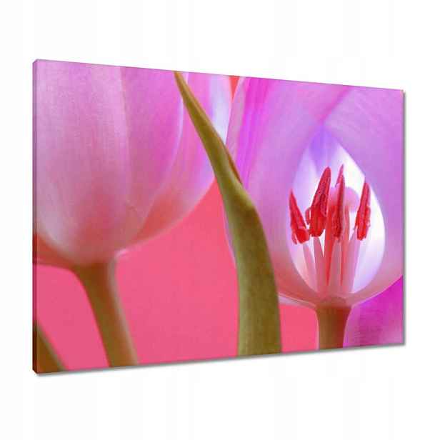 Obrazy 80x60 Růžový tulipán