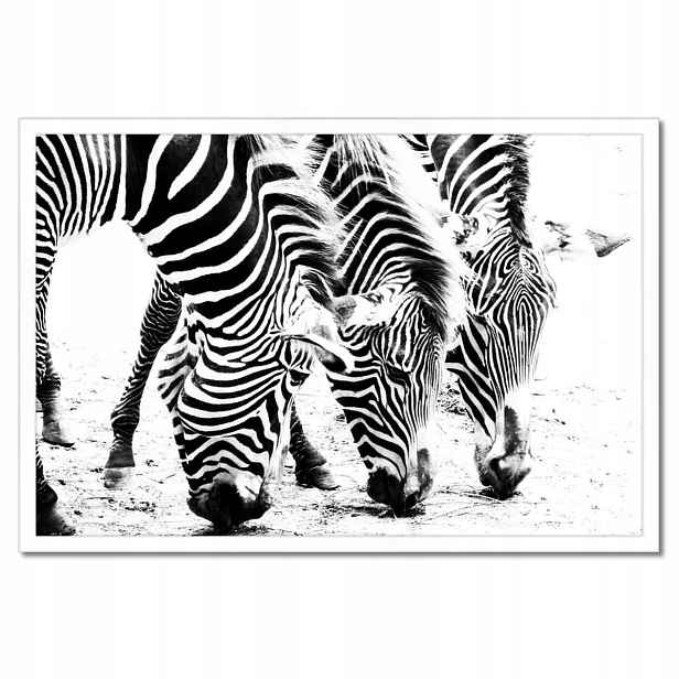 Plakáty v rámu 60x40 Zebra Pruhy