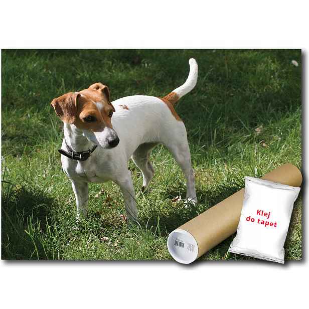 Fototapeta Flizelina Pes Jack Russell 254x184