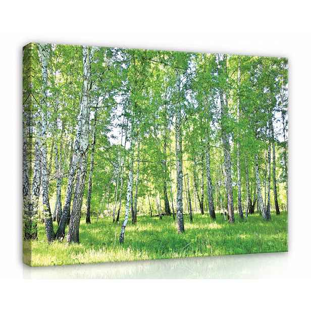 Obraz Na Plátně Plátno 100x75 Břízový Les Stromy