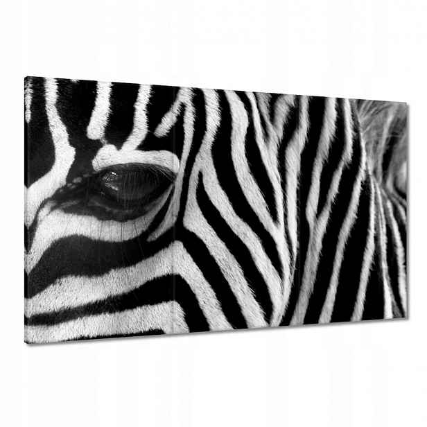 Obrazy 120x80 Černobílé pruhy Zebra
