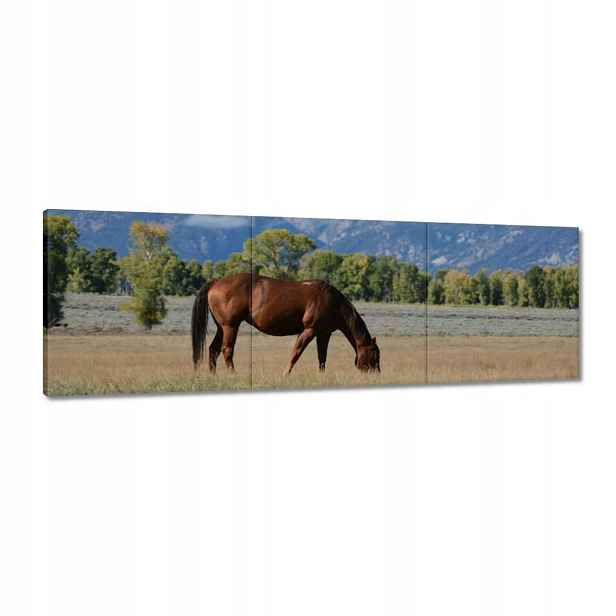 Obrazy 120x40 Kůň na prérii