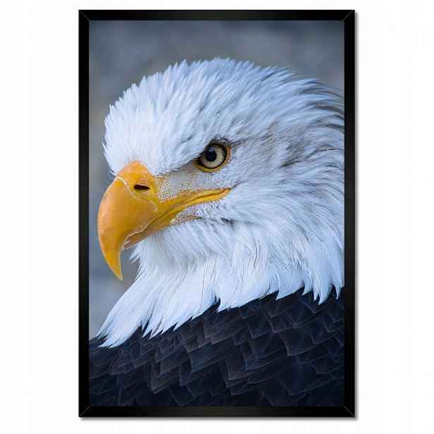 Plakáty v rámu 40x60 Orel Orli zrak Dziub