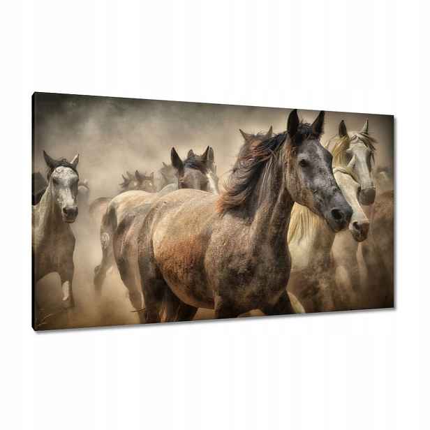 Obrazy 120x70 Kůň Jezdectví