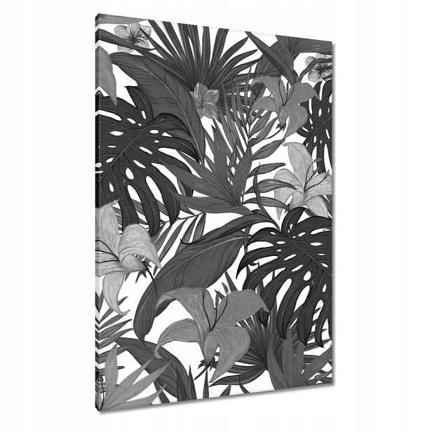 Obrazy 70x100 Černobílá monstera