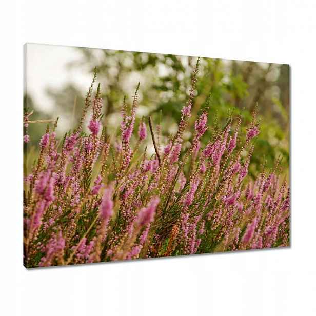 Obrazy 80x60 Vřesy, fialové květy
