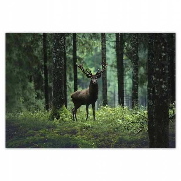 Fototapety flizelina 104x70 Jelen uprostřed lesa
