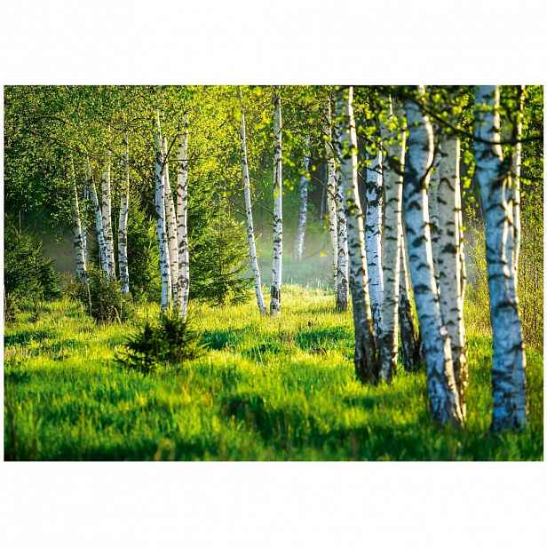 Wallarena FOTOTAPETA les stromy vliesová tapeta 250x175