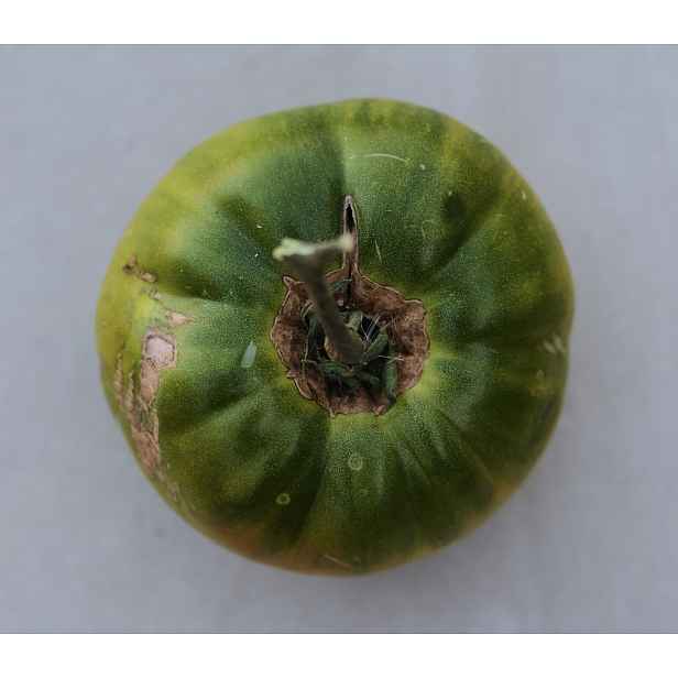 Rajče Smaragd Apple