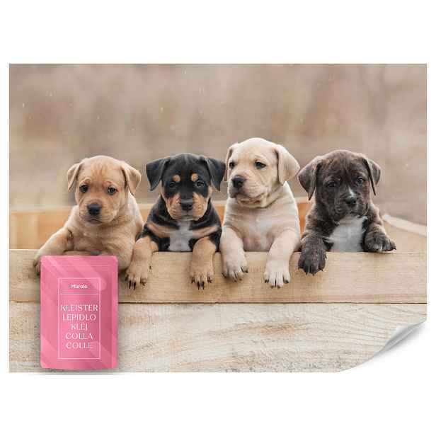 Muralo FOTOTAPETA do Dětského Pokoje Roztomilí Psi Zvířata 350x256