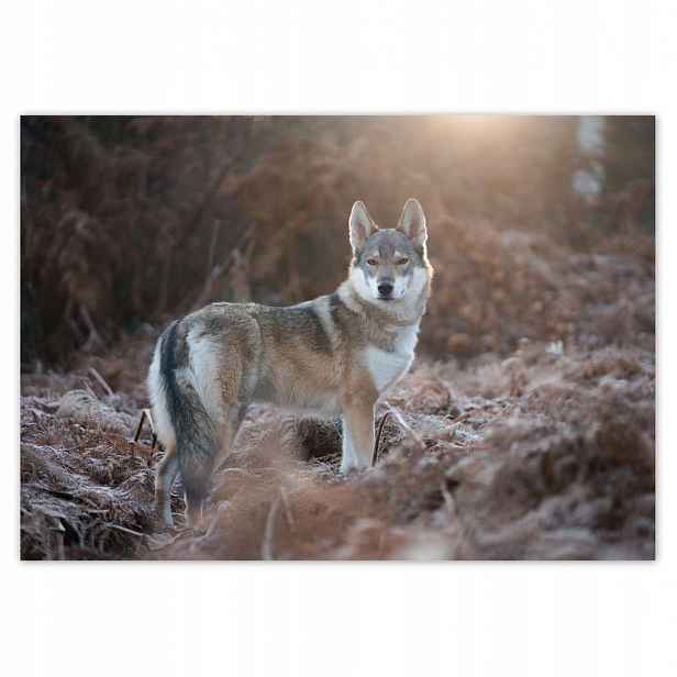 Fototapety 208x146 Majestátní vlk