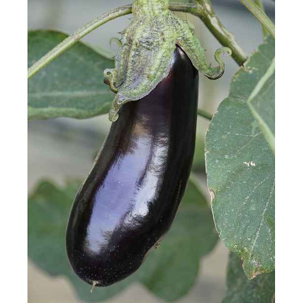 Lilek Lagada