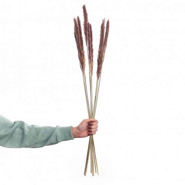 Butlers FLOWER MARKET Pampas tráva sušená 70 cm - přírodní