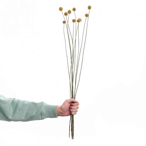 Butlers FLOWER MARKET Kraspédie sušená 70 cm