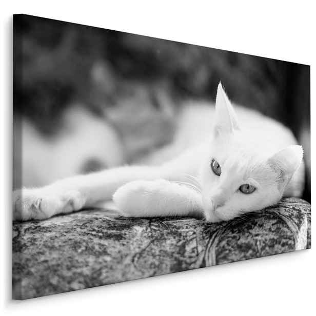 MyBestHome BOX Plátno Odpočívající Bílá Kočka Varianta: 40x30