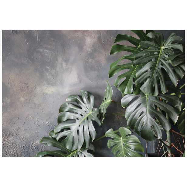 Fototapeta Monstera na šedém pozadí s vinylovými listy 254x184 lepidlo